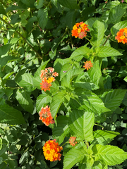 Lantana