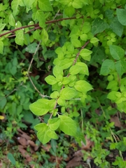Symphoricarpos microphyllus