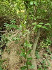 Maytenus boaria