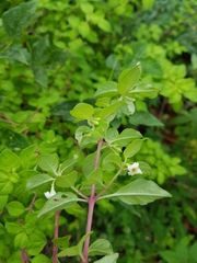 Symphoricarpos microphyllus