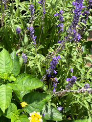 Salvia