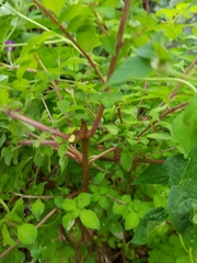 Symphoricarpos microphyllus