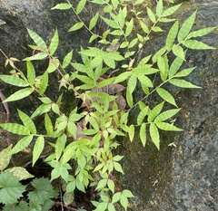 Oplismenus hirtellus setarius