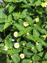 Lantana