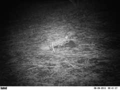 Didelphis virginiana