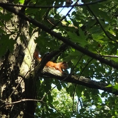 Sciurus vulgaris