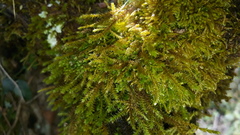 Sphagnum cuspidatum