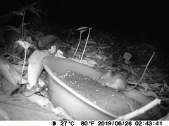 Heteromys desmarestianus