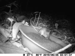 Heteromys desmarestianus