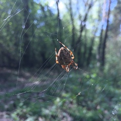 Araneus diadematus