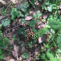 Araneus diadematus