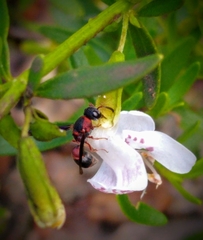 Leptochilus acolhuus