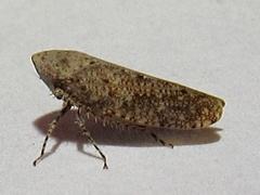 Paraphlepsius rileyi