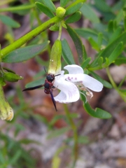 Leptochilus acolhuus