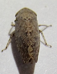 Paraphlepsius rileyi