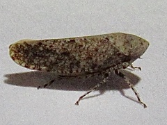 Paraphlepsius rileyi