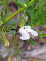 Leptochilus acolhuus