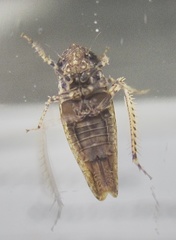 Paraphlepsius rileyi