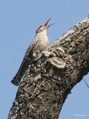 Salpornis salvadori emini