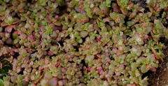 Crassula strigosa