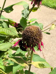 Xylocopa virginica