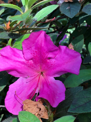 Rhododendron indicum