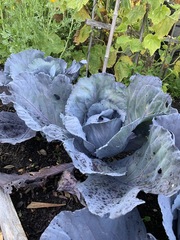 Brassica oleracea