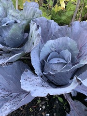 Brassica oleracea