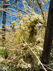 Cuscuta indecora
