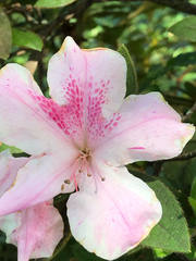 Rhododendron