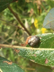 Calligrapha philadelphica