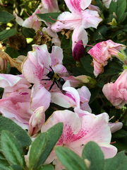 Xylocopa virginica