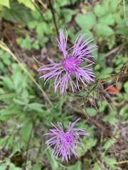 Centaurea × moncktonii