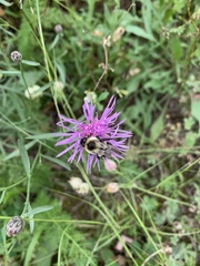 Centaurea × moncktonii