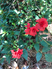 Rhododendron