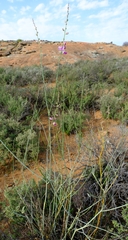 Polygala ephedroides
