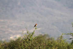 Pyrocephalus rubinus