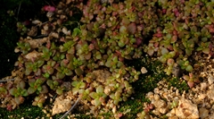 Crassula strigosa