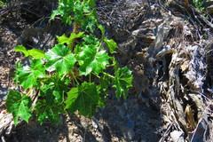 Cnidoscolus tehuacanensis