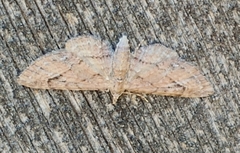 Eupithecia unicolor