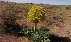 Ferula