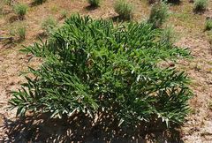 Ferula