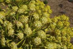 Ferula