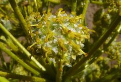 Ferula