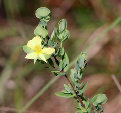 Hypericum crux-andreae