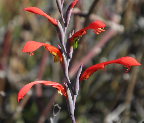Image of Gladiolus saccatus by (c) Tony Rebelo, some rights reserved (CC BY-SA)