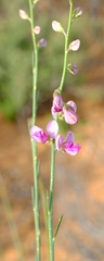 Polygala ephedroides