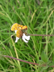 Chrysoecia dela