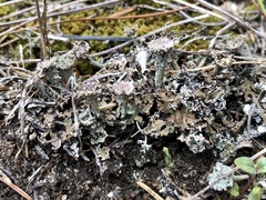 Cladonia magyarica