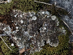 Cladonia magyarica
